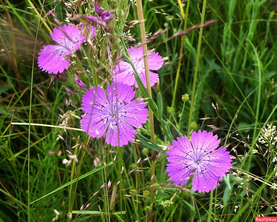 Гвоздика травянка лесная