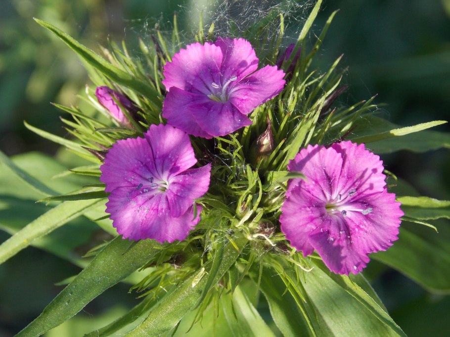 Гвоздика Уральская Dianthus Uraliis