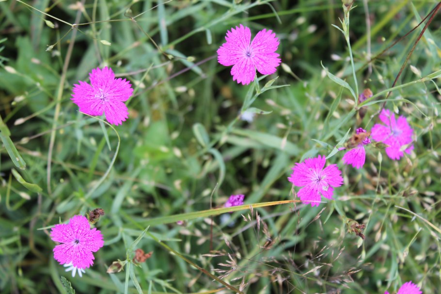 Гвоздика узколепестная