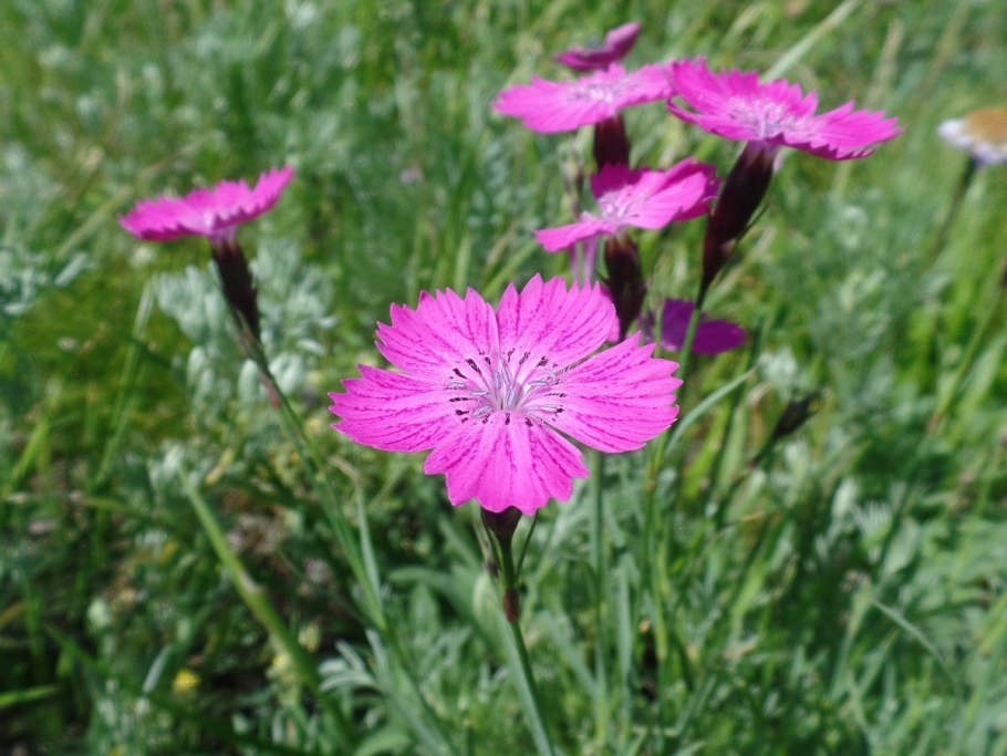 Гвоздика травянка dianthus deltoides