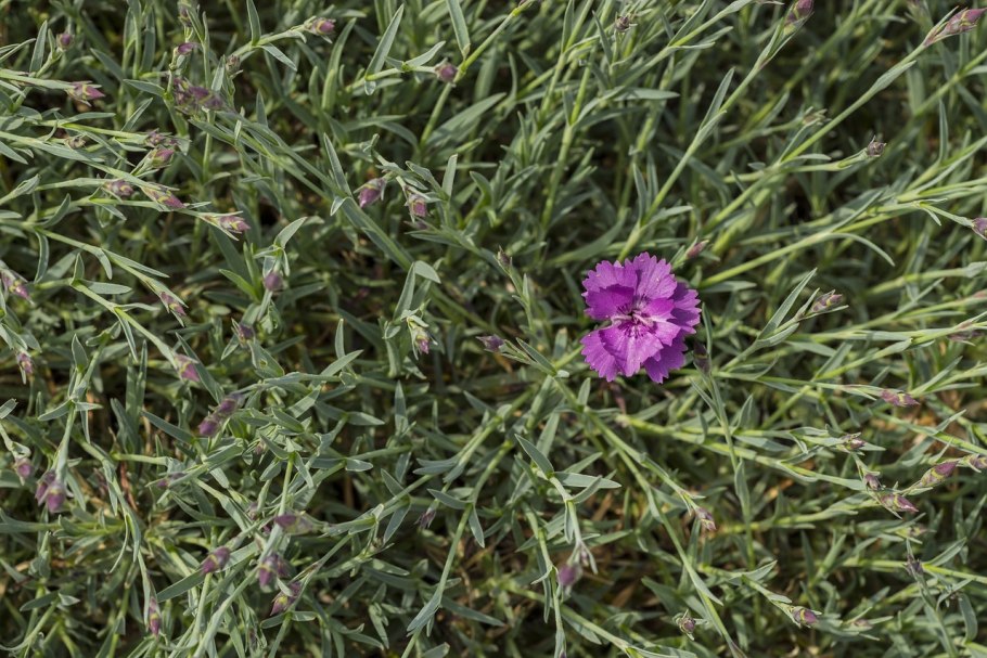 Dianthus uralensis