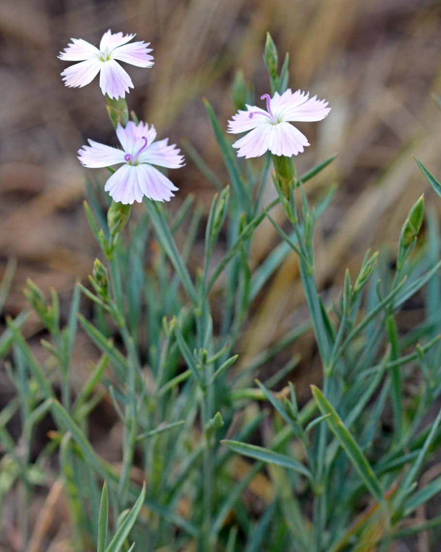 Гвоздика Евгении (Dianthus eugeniae Kleop.)