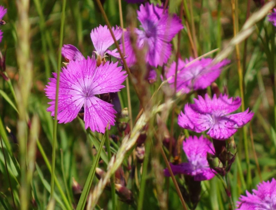 Гвоздика травянка (Dianthus deltoides)