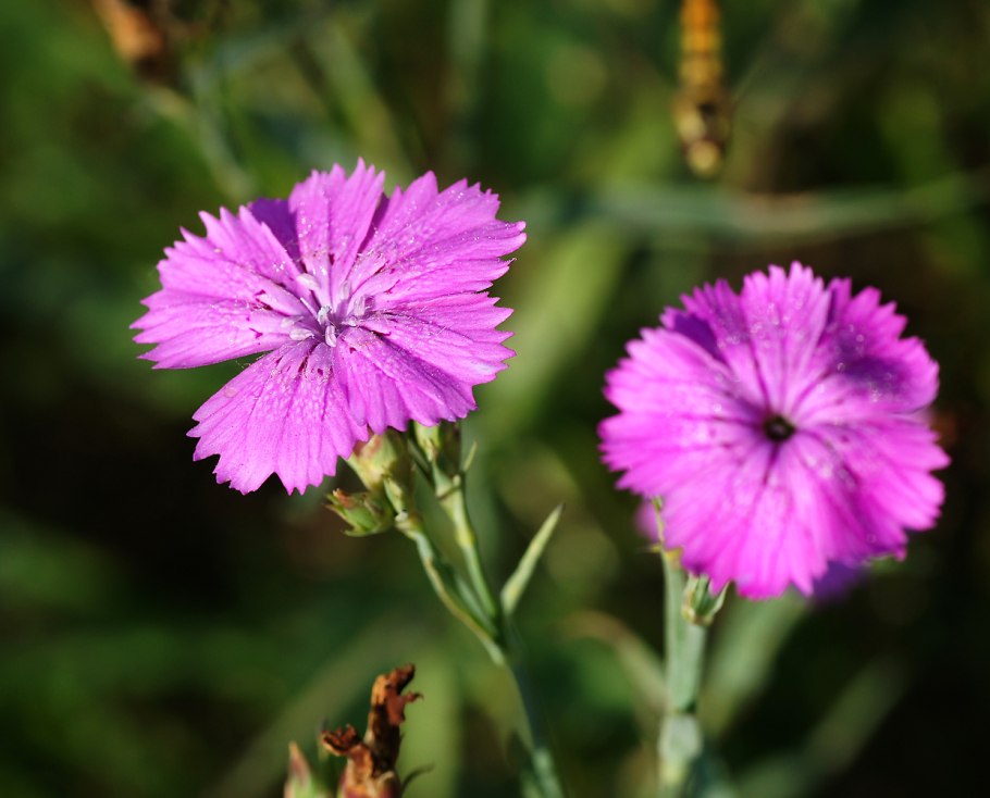 Dianthus carthusianorum