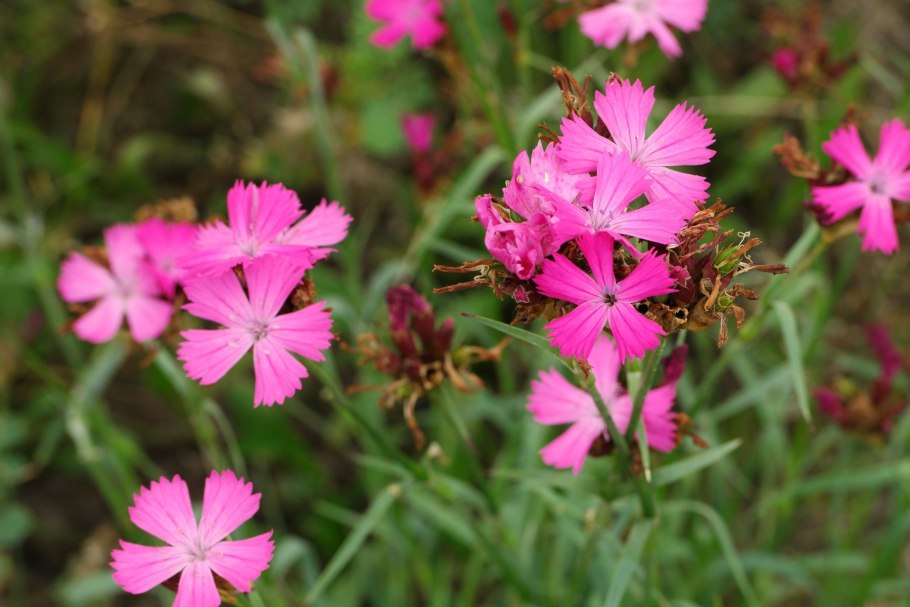 Dianthus carthusianorum