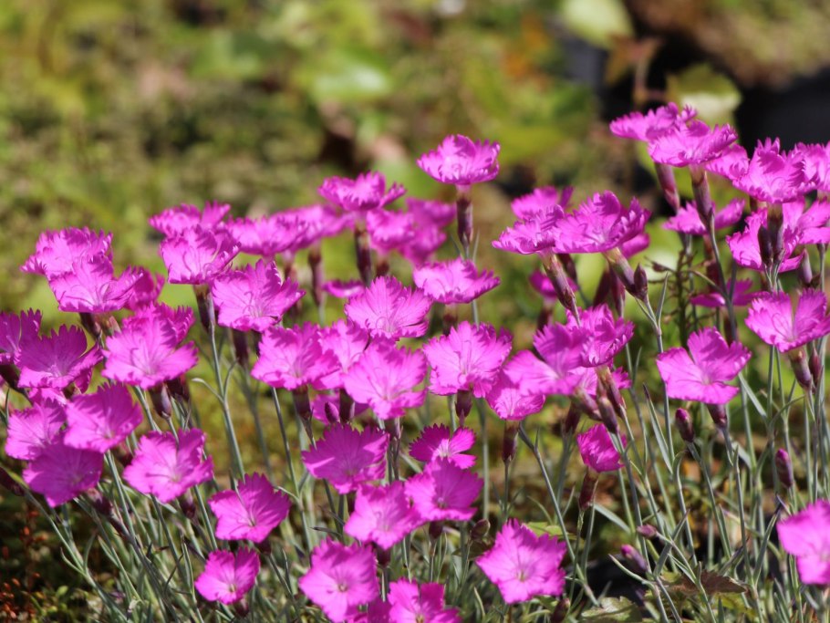 Dianthus 'whatfield magenta'