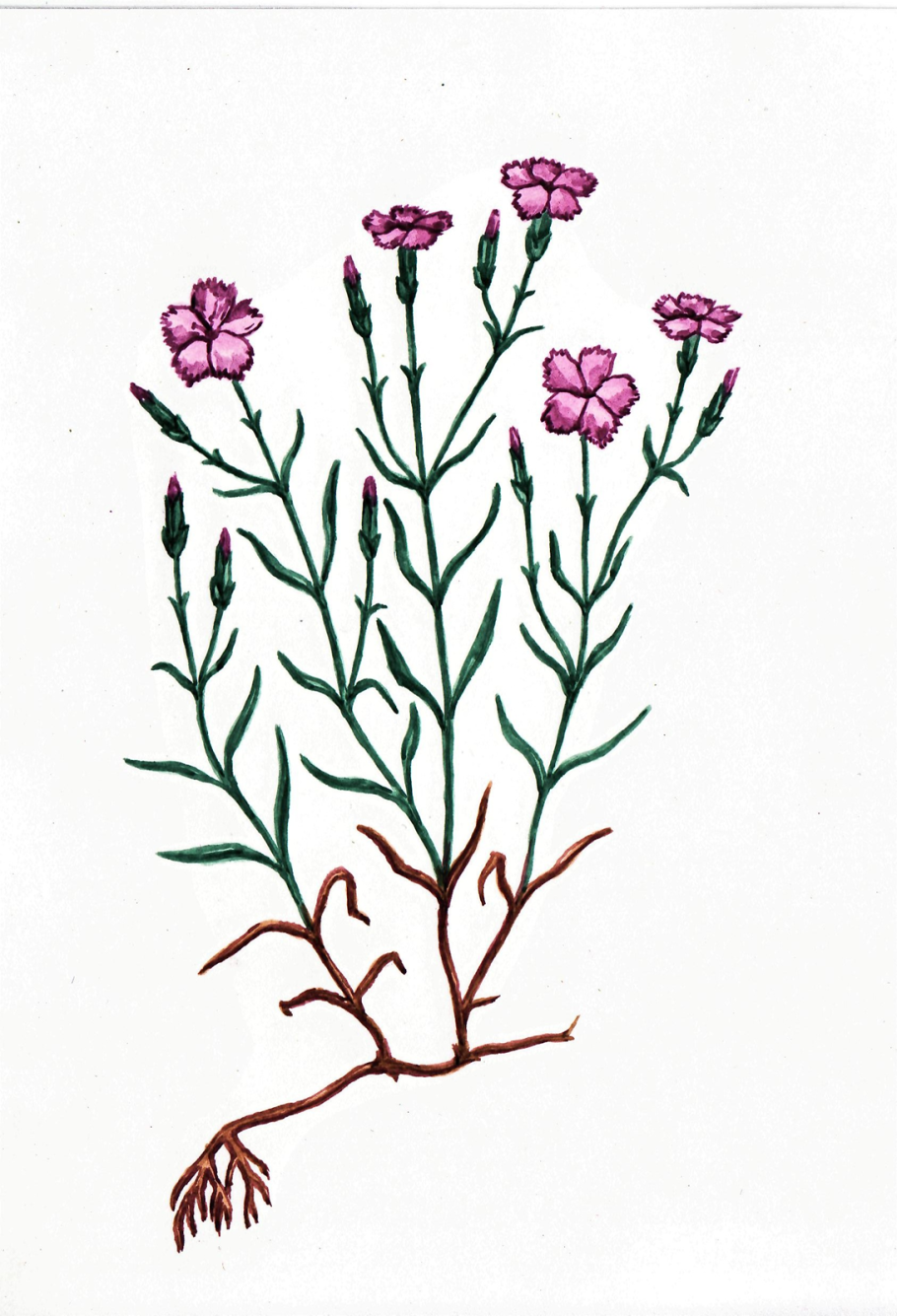 Dianthus uralensis
