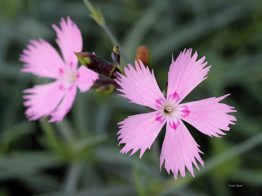 Гвоздика разноцветная ( Dianthus versicolor)