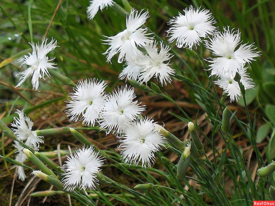Dianthus chinensis гвоздика китайская