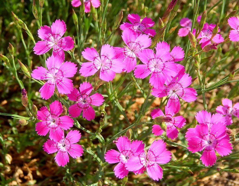 Гвоздика травянка dianthus deltoides