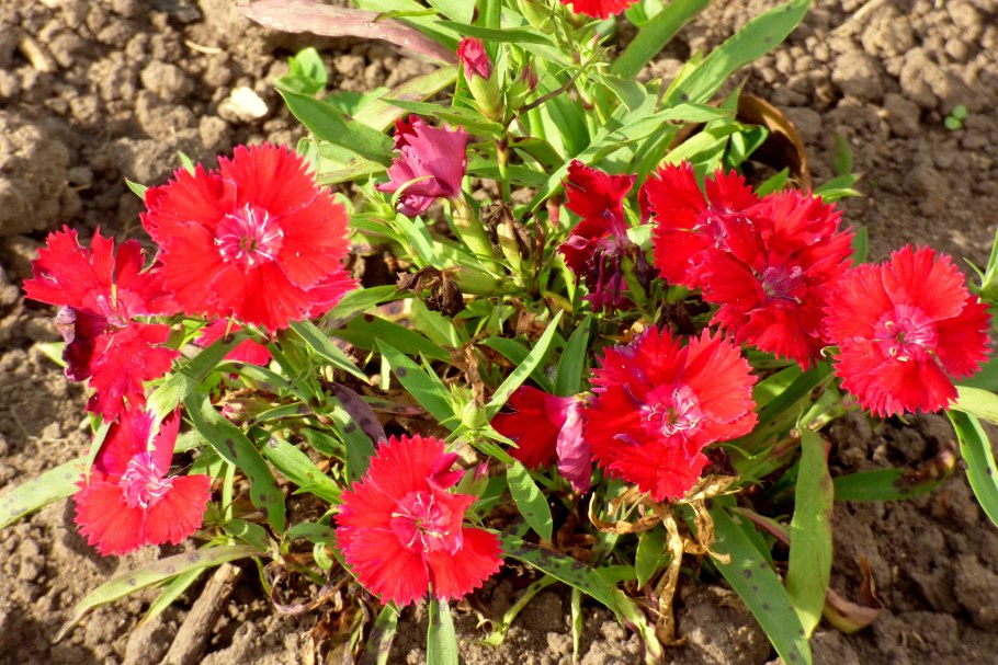 Dianthus chinensis гвоздика китайская