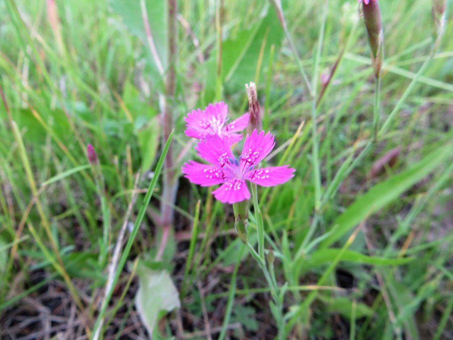 Гвоздика серовато-голубая (Dianthus gratianopolitanus
