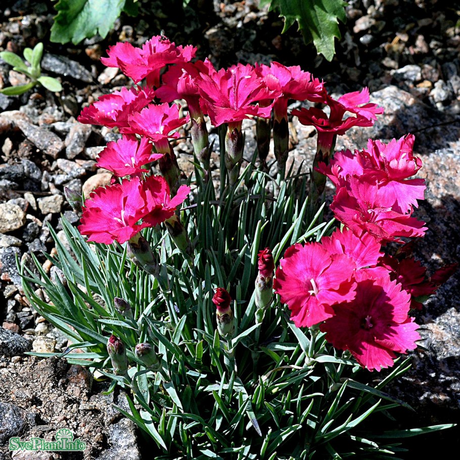 Dianthus gratianopolitanus 'rubin'