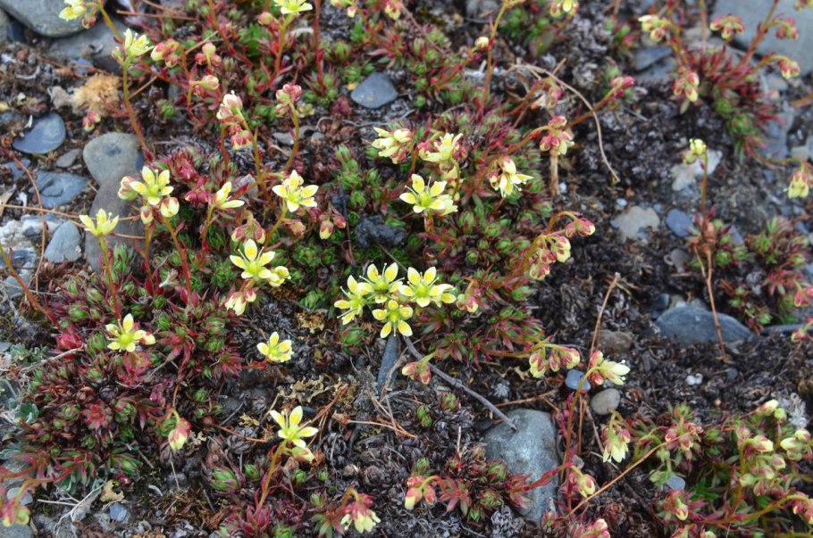 Камнеломка oppositifolia
