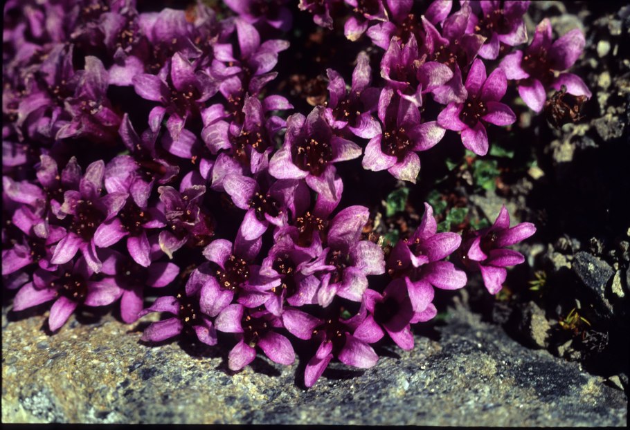 Камнеломка арендса пурпурная мантия