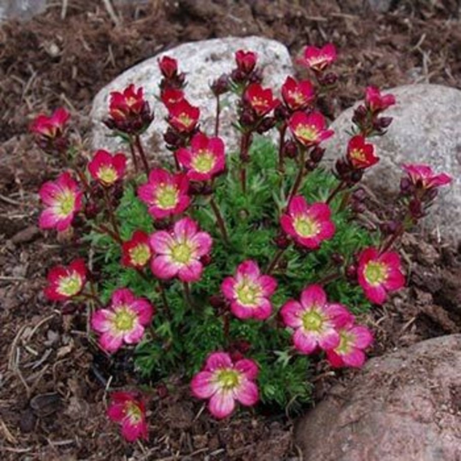 Saxifraga arendsii purpurteppich