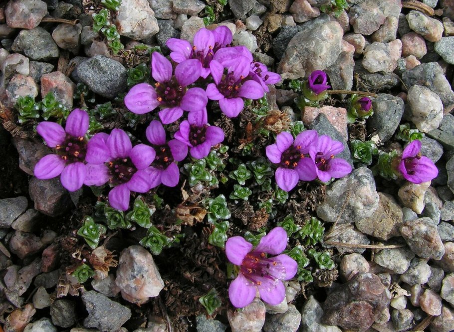 Saxifraga oppositifolia