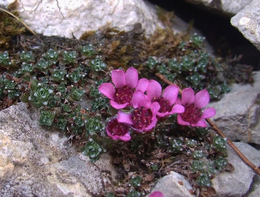 Saxifraga oppositifolia