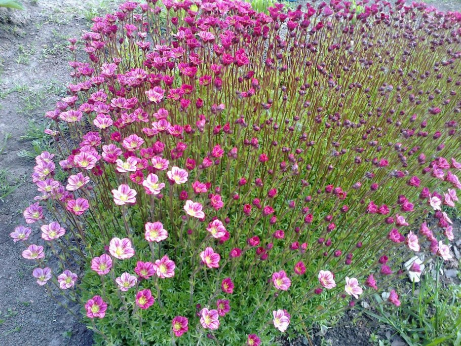 Камнеломка арендса флорал карпет