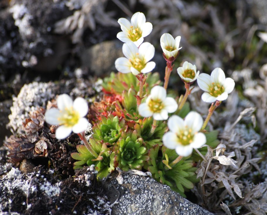 Saxifraga cespitosa