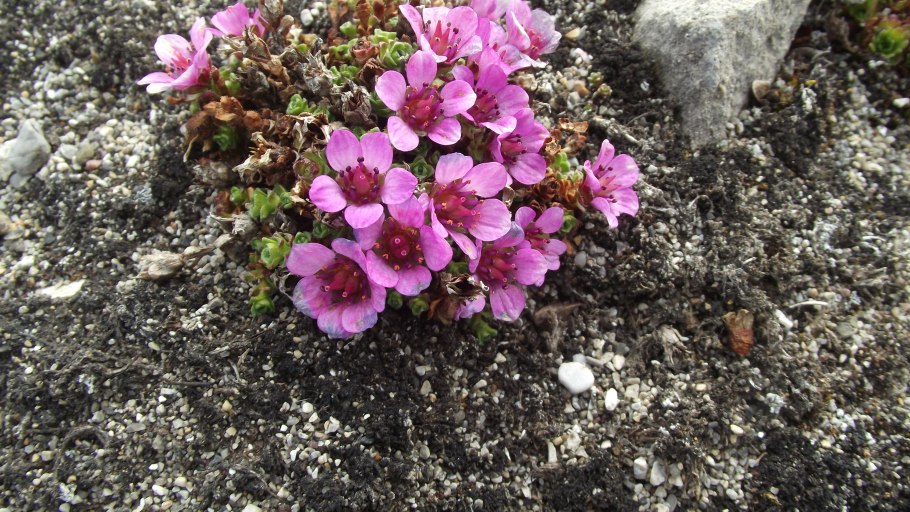 Saxifraga oppositifolia