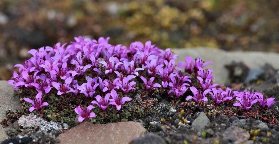 Камнеломка в арктике