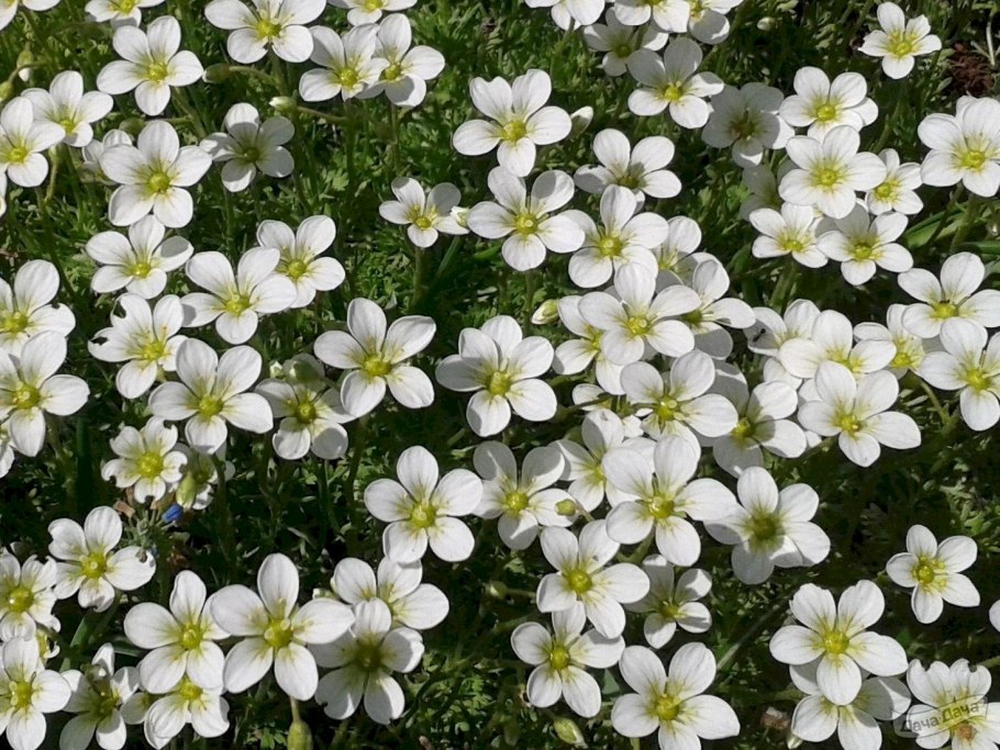 Камнеломка метельчатая Saxifraga