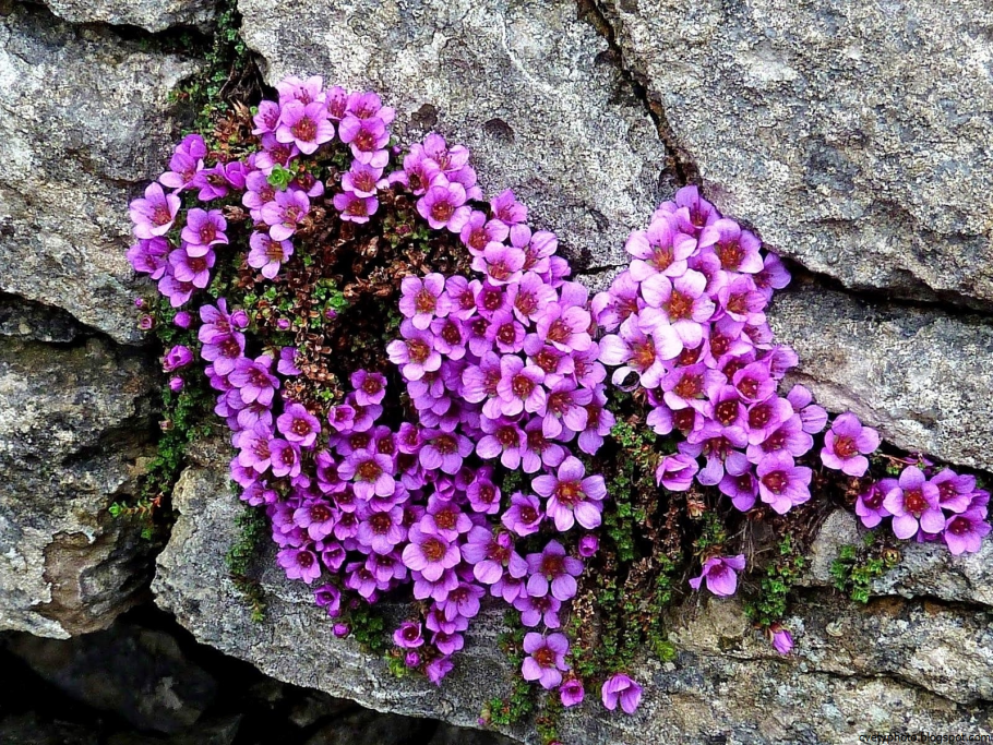 Камнеломка сиреневая