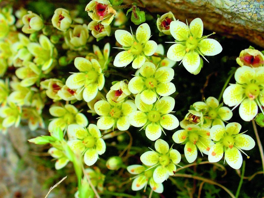 Камнеломка oppositifolia