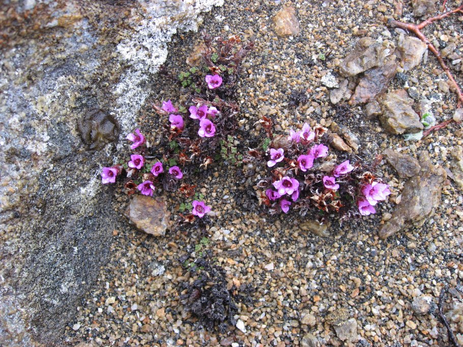 Saxifraga oppositifolia