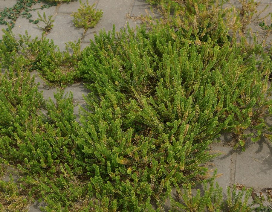 Lepidium sativum