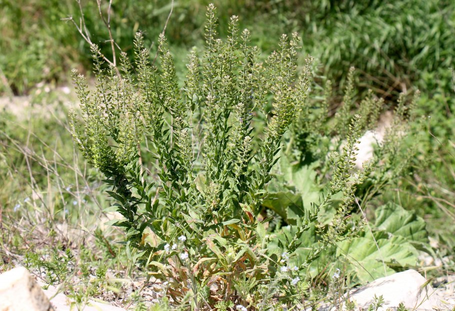 Lepidium latifolium растение