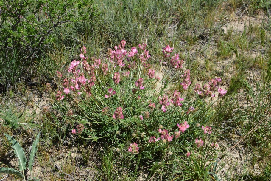 Lepidium densiflorum