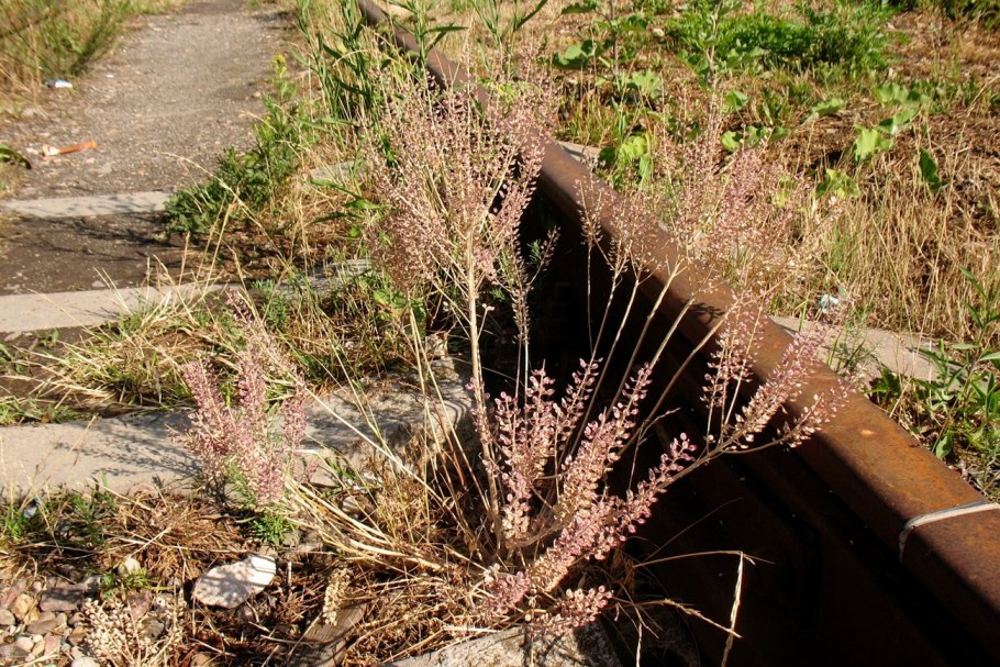 Lepidium densiflorum