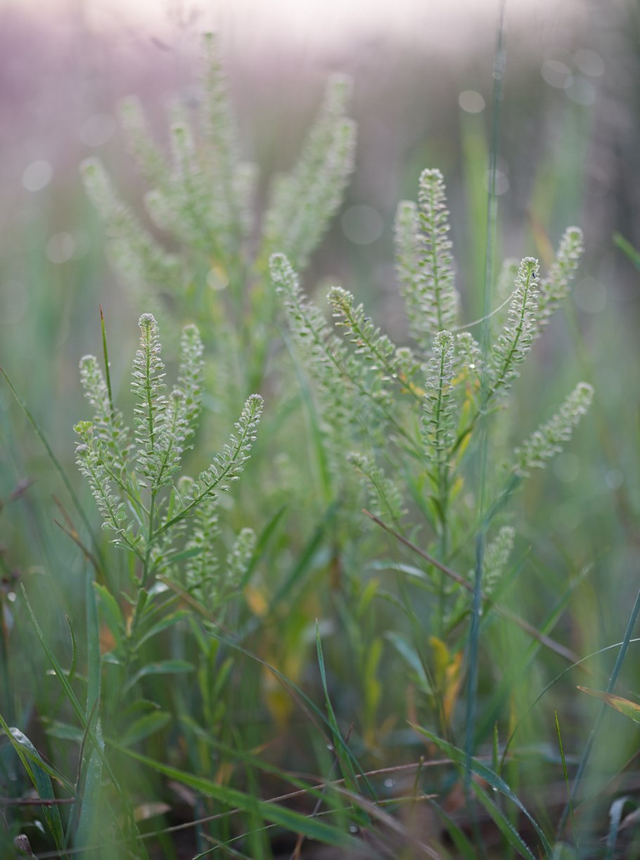 Lepidium Draba растение