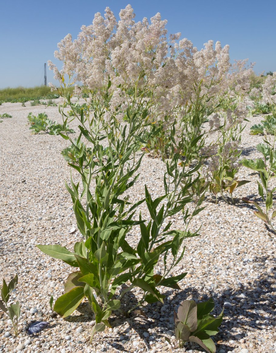 Lepidium ruderale клоповник мусорный