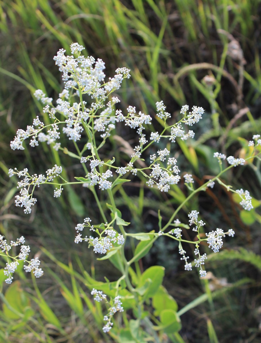 Lepidium ruderale клоповник мусорный