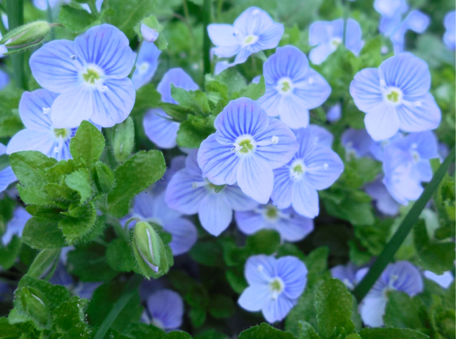 Вероника трава почвопокровная