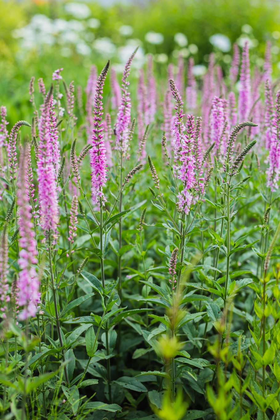 Вероника длиннолистная очарование