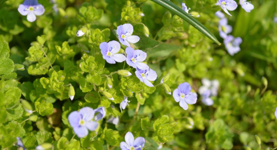 Почвопокровные многолетники Вероника