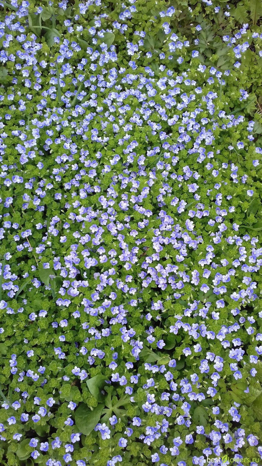 Цветок Вероника нитчатая