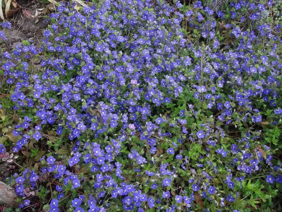Veronica peduncularis georgia blue