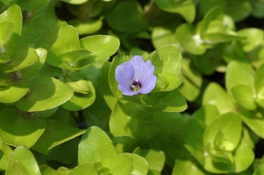 Вероника Репенс растение