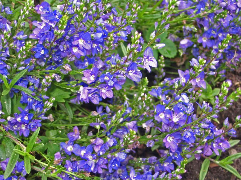 Вероника длиннолистная Блауризин