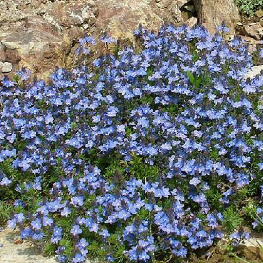 Вероника армянская почвопокровная