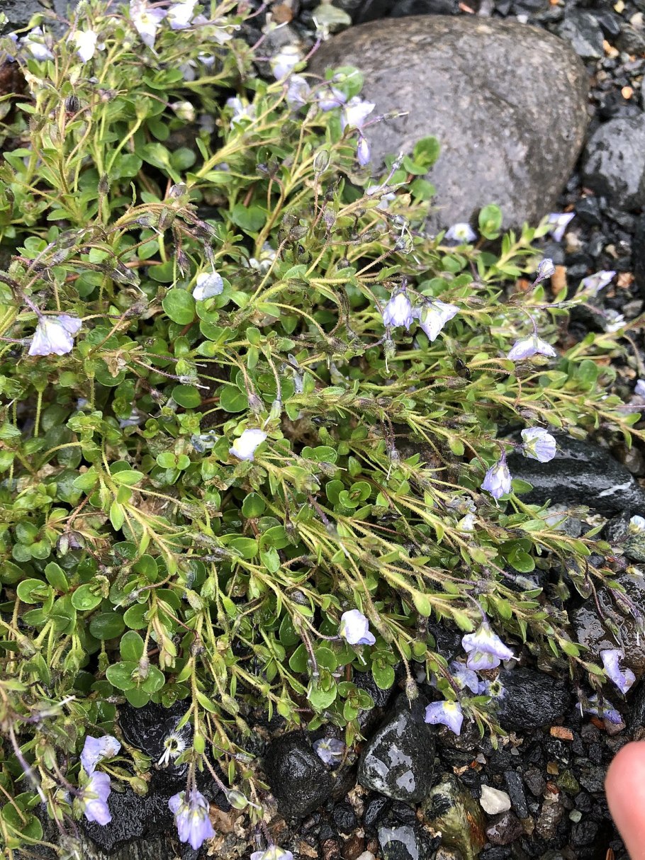 Вероника нитевидная ползучая