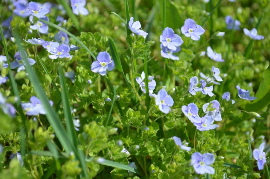 Вероника мелкая фото