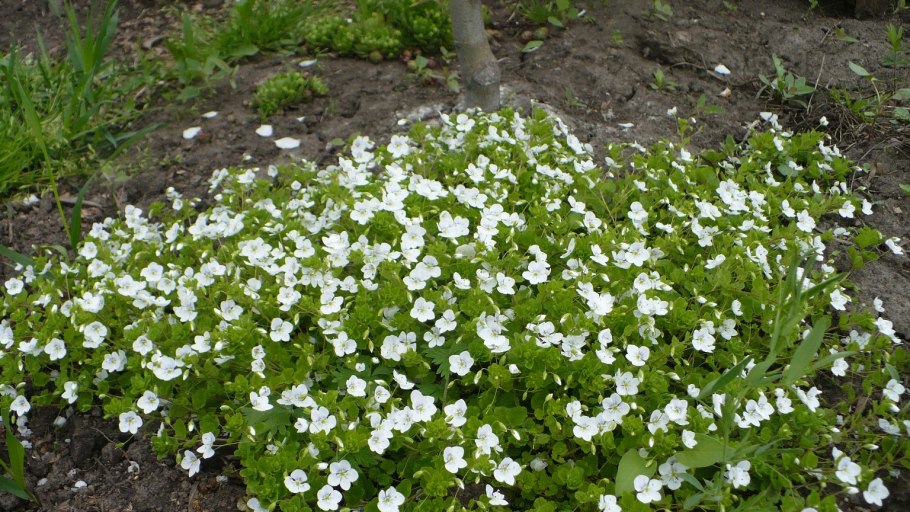 Вероника кустарник