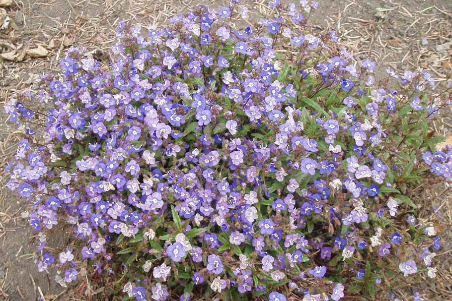 Вероника нитевидная ползучая