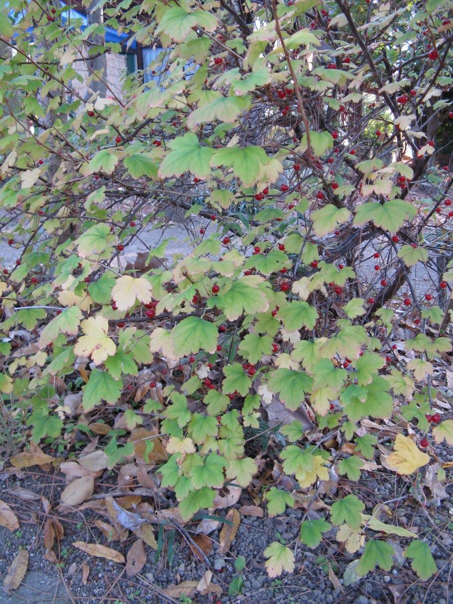 Смородина колючая ветки